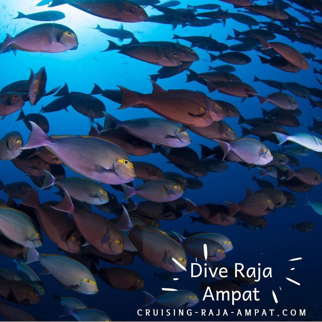 wisesarajaampat's tweet photo. “Everyone needs this friend that calls and says, “Get dressed, we’re going on an adventure.”
Dive Raja Ampat with Wisesa Liveaboard

Wisesa Liveaboard Raja Ampat
Book for 2020! @cruisingrajaampat
Reserve your spot now! #wisesaliveaboard  #wisesa #liveaboard #cruisingrajaampat https://t.co/81FtTuyc12