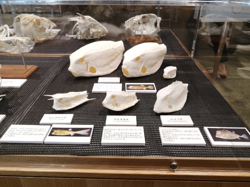 ドのため コンゴウフグ 骨格標本 Rbgdw M ドのため Todomotoreconquista Com Ar