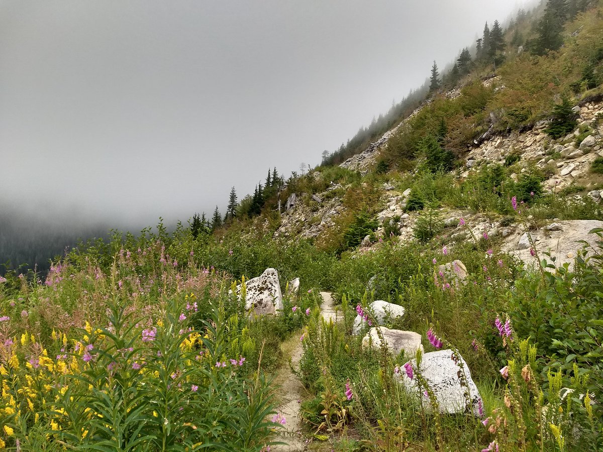 DanielGSalinas's tweet photo. The road not yet taken...Looking ahead on Hansen Ridge, just south of I-90 on the way to Snoqualmie Pass today. We turned around here to head back to another meadow further up. A little socked in but more than worth the trek. Saw a bobcat, marmot &amp; lots of wildflowers. Good hike! https://t.co/3g68jjmGSz