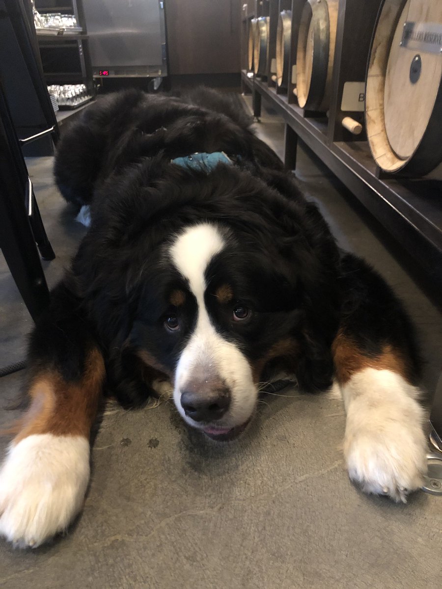 NerdGirlGainz's tweet image. I love this big boy so much. #DogsofSeattle