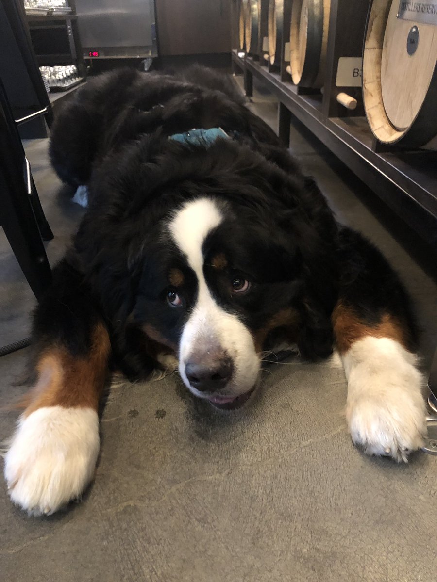 NerdGirlGainz's tweet image. I love this big boy so much. #DogsofSeattle