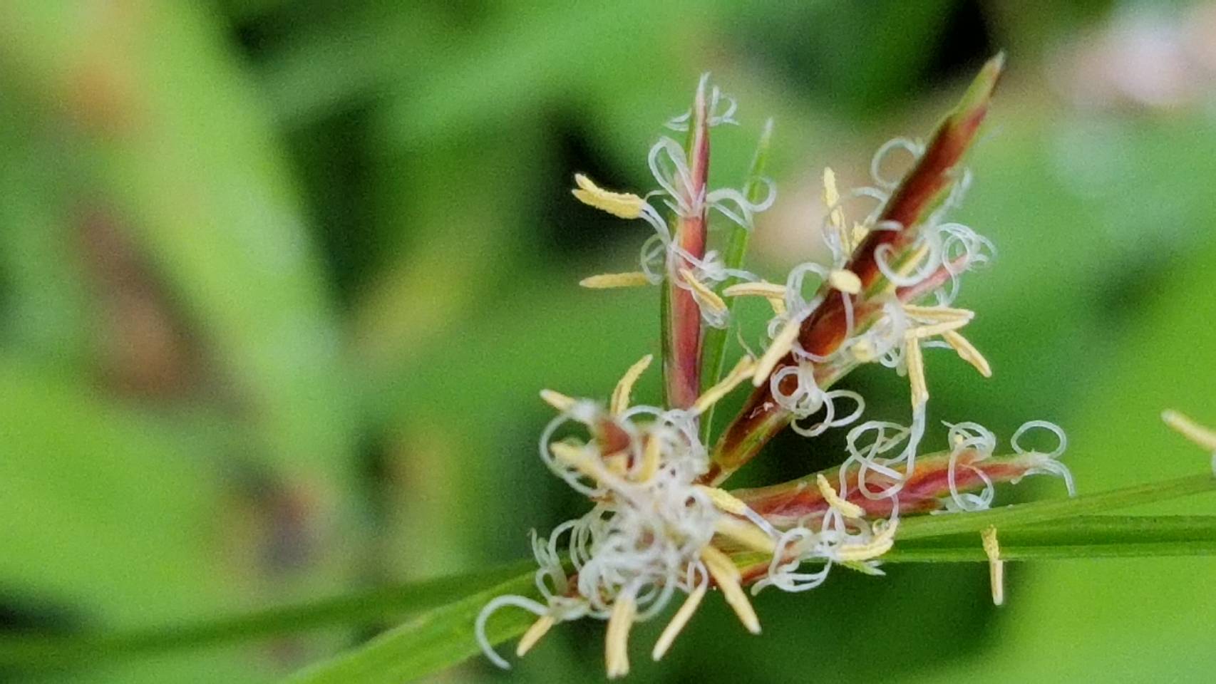 Yoko Ito ハマスゲ かな いつもの畑脇の草地で なんかクルクルした蕊が やっと名前を見つけた 花 Flower ハマスゲ Cyperusrotundus L カヤツリグサ科カヤツリグサ属 香附子 こうぶし 生薬 Flowerphoto Macrophoto