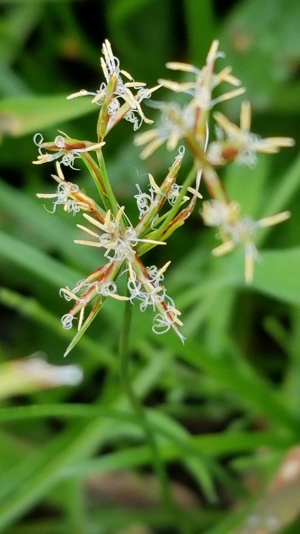 Yoko Ito ハマスゲ かな いつもの畑脇の草地で なんかクルクルした蕊が やっと名前を見つけた 花 Flower ハマスゲ Cyperusrotundus L カヤツリグサ科カヤツリグサ属 香附子 こうぶし 生薬 Flowerphoto Macrophoto