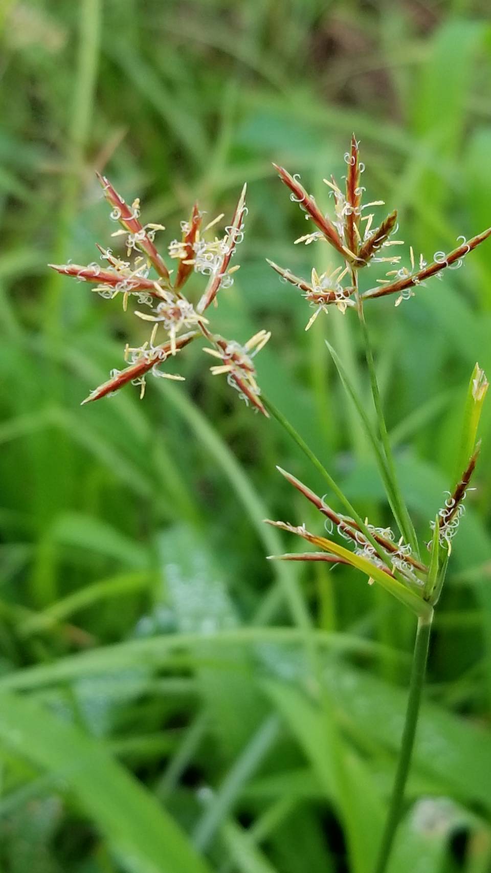 Yoko Ito ハマスゲ かな いつもの畑脇の草地で なんかクルクルした蕊が やっと名前を見つけた 花 Flower ハマスゲ Cyperusrotundus L カヤツリグサ科カヤツリグサ属 香附子 こうぶし 生薬 Flowerphoto Macrophoto