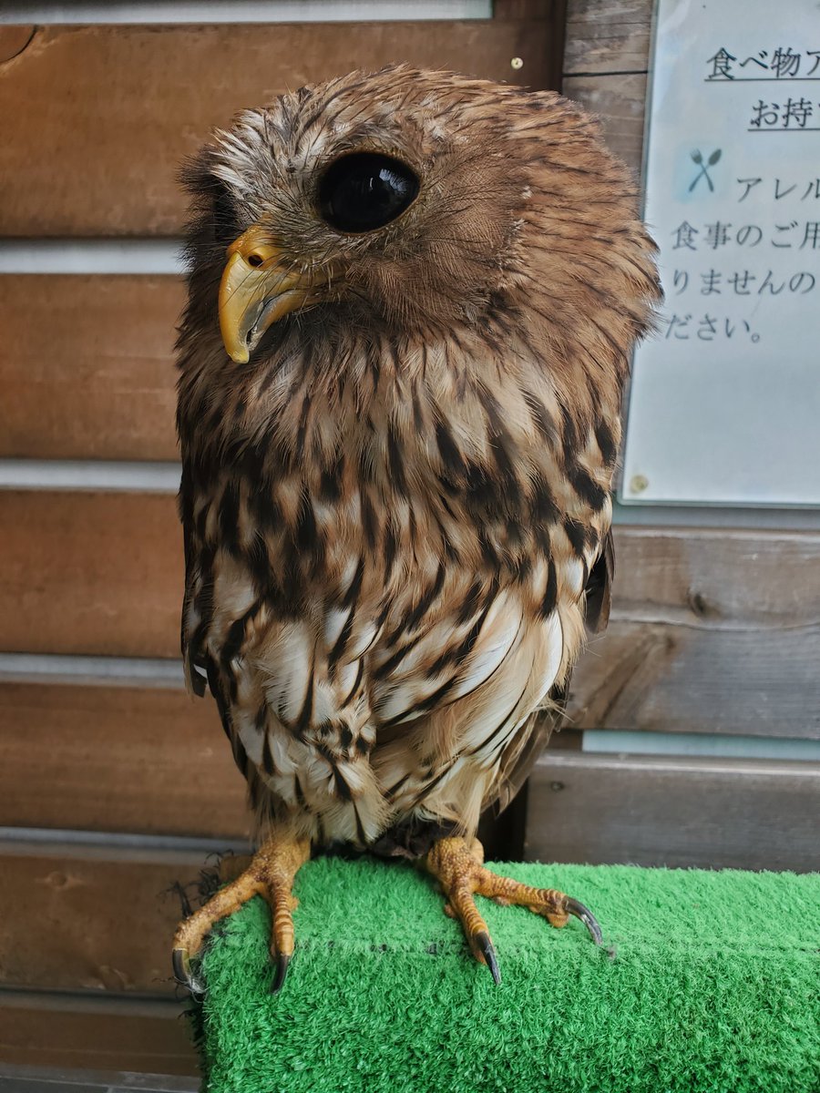 ふくろう茶房‼️🎵 on X: 