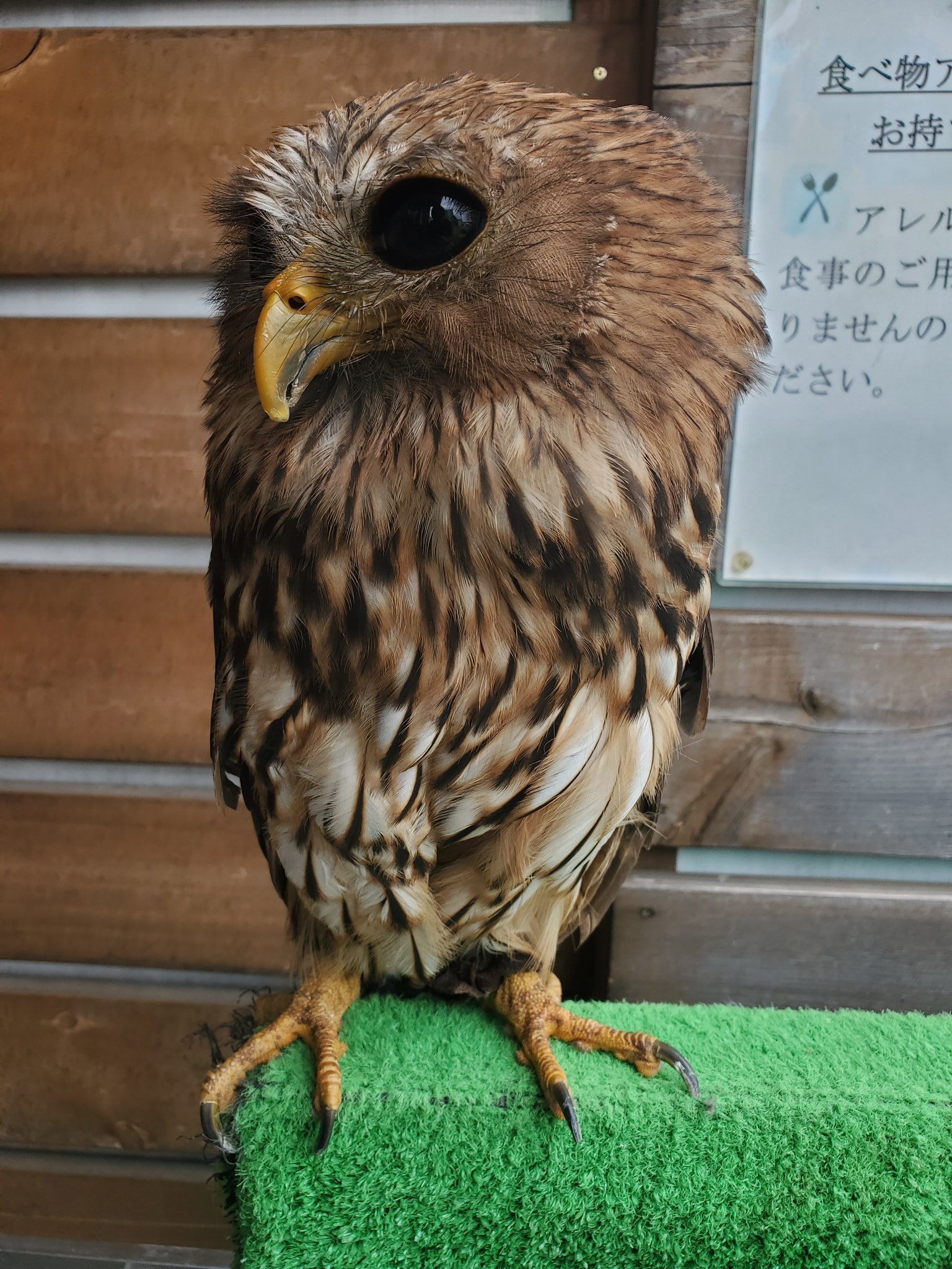 ふくろう茶房‼️🎵 on X: 