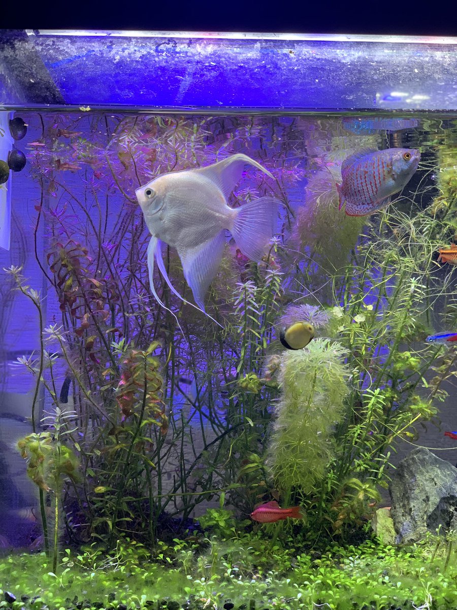 60センチ水槽 60センチ水槽