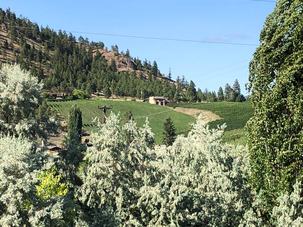 “It’s a smile, it’s a kiss, it’s a sip of wine....it’s summertime!” Thornhaven is looking gorgeous and green this August 🌞 #winetours #winelicious #winetourism #winery #winetasting #vineyard #okanaganwine #winelover #tourismbc #august #nature #wine #winestagram #local