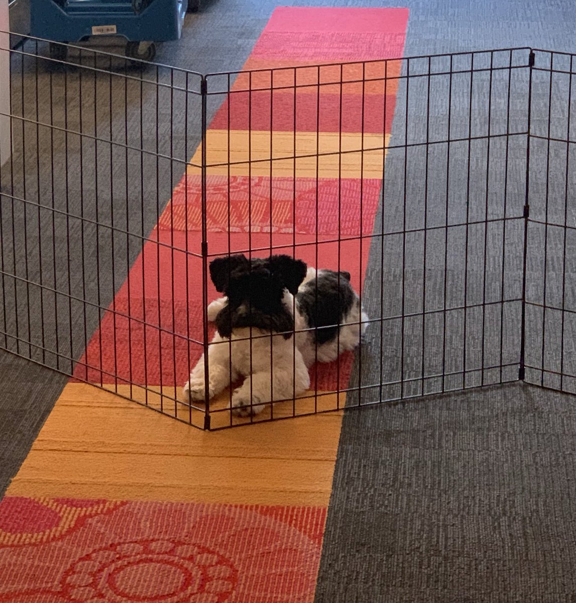 Pups are working hard 🐶 #DogsofAWS #amazonian