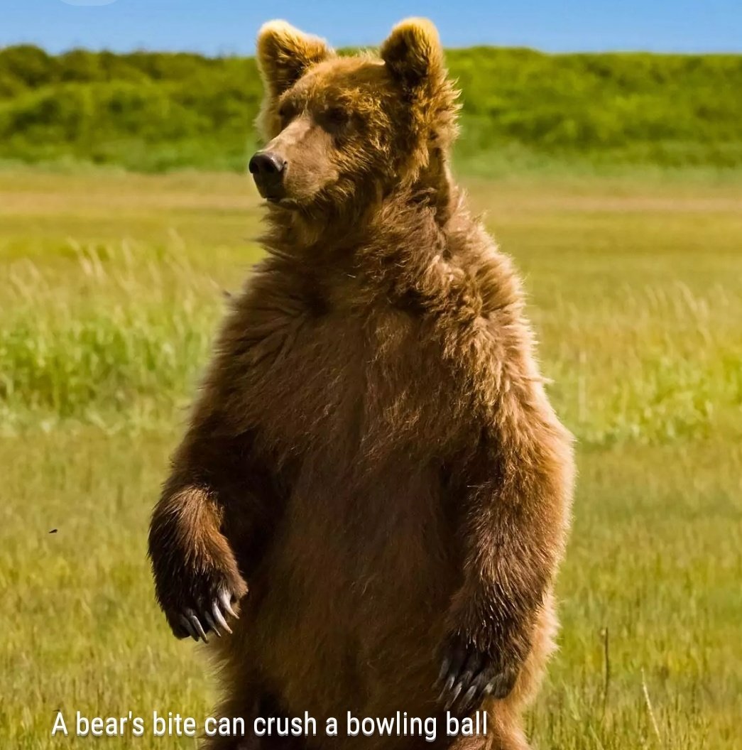 Северная америка медведь гризли. Медведь стоящий на задних лапах. Медведь стоит на двух лапах. Медведь стоит на двух лапах. Медведь на задних лапах.