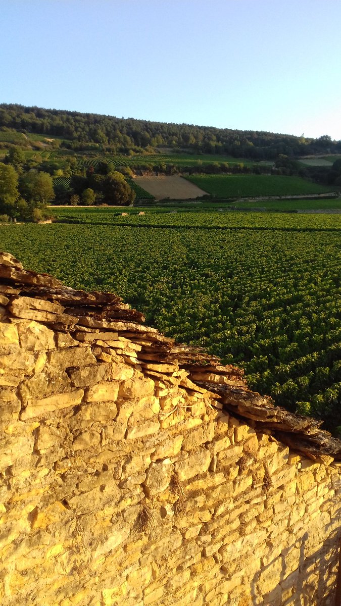 Lever de soleil à Santenay