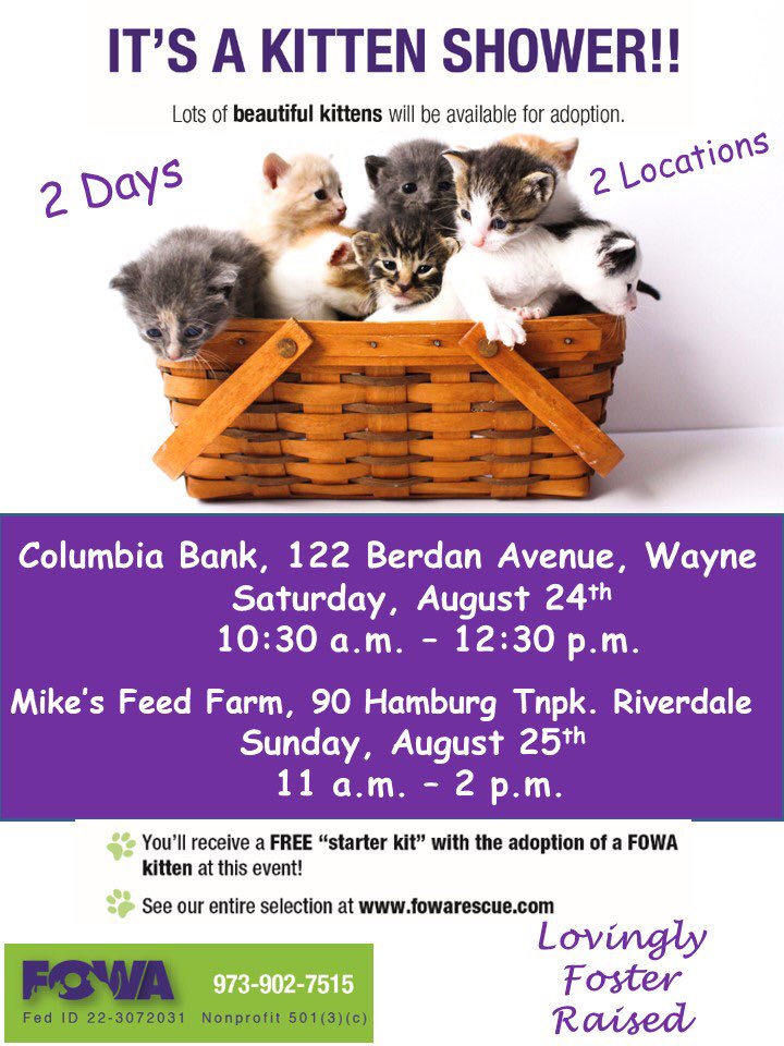 FOWARescue's tweet photo. It’s a kitten shower! Beautiful #kittens for #adoption #AdoptACat #AdoptDontShop https://t.co/n0MR6HJllu