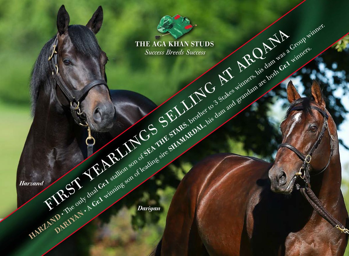 bloodstocknews's tweet photo. 🌟 DON'T MISS 🌟

The first yearlings by @AgaKhanStuds HARZAND &amp; DARIYAN selling @InfoArqana.

⭐️HARZAND - Dual Gr.1 winning son of SEA THE STARS...
⭐️DARIYAN - A Gr.1 winning son of SHAMARDAL... https://t.co/BeXMtwtVDF