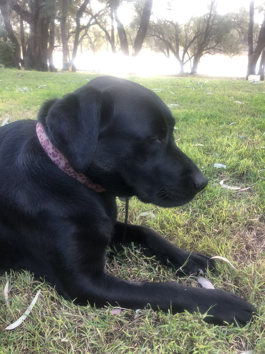 Installed a Hidden Fence yesterday to keep our loyal but very social hound at home.
After ~30 minutes of training yesterday afternoon, today has been a success.
Off the chain all day, and hasn’t strayed. Don’t think she is as thrilled.