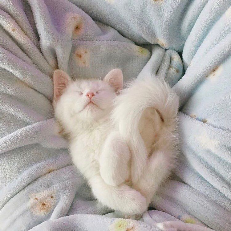 Cats Bible 🐱 (@catsbible) on Twitter photo 