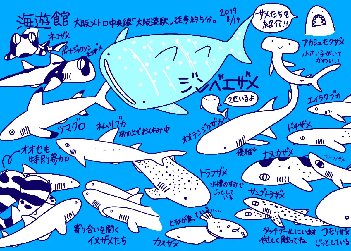 けいこっとん ゆるサメイラスト בטוויטר 昨日大阪に行く予定があったので 海遊館にも行ってきました いつも通りサメ中心にイラストにしようとしたら サメだけでスペースが埋まりました 至福です 他の生き物たちは また別のイラストにしようと思います 海
