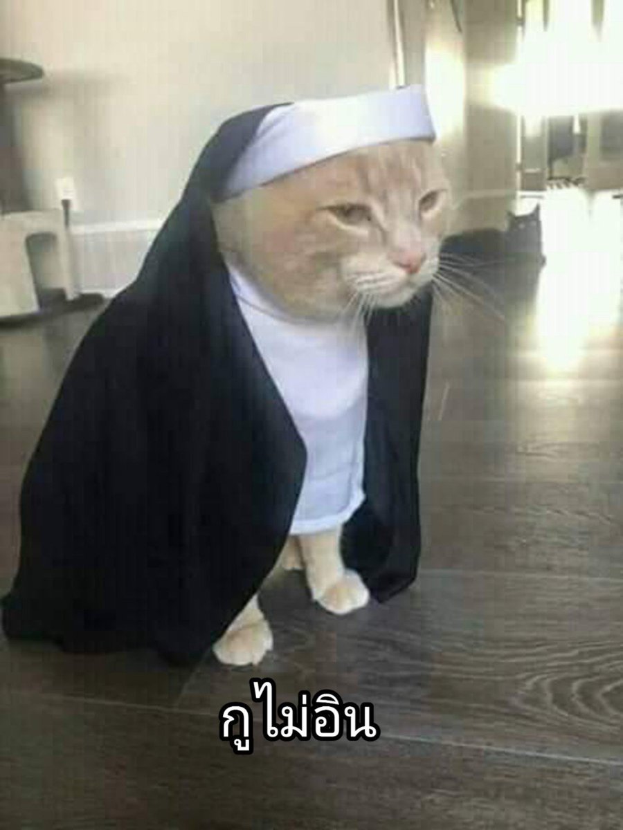Metoo12445743's tweet photo. #มีม #มีมตลก #มีมอีเหมียว #แมว #มีมน้อง #ตลก #ขำ #ฝากรีทวิตด้วยนะครับ https://t.co/9ZYQ8hW9VL