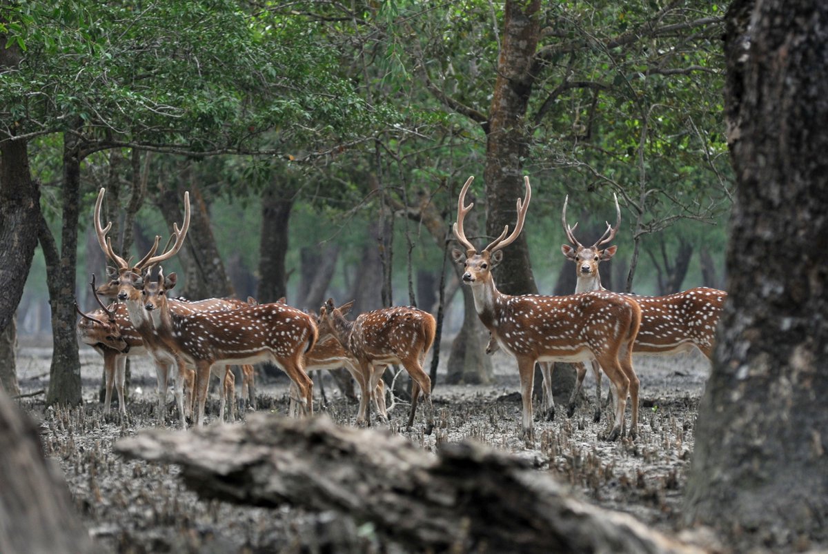 mhrohane's tweet photo. These trip cover the Sundarban World largest Mangrove forest is home to diverse wildlife where mysterious Royal Bengal Tiger behind the points &amp; Srimangal is the accessible rain forest. Tea plantation region famous for its Ape and Macaque. https://t.co/TcTVbXAZgV
#bangladeshtour https://t.co/MD30GZcwzh