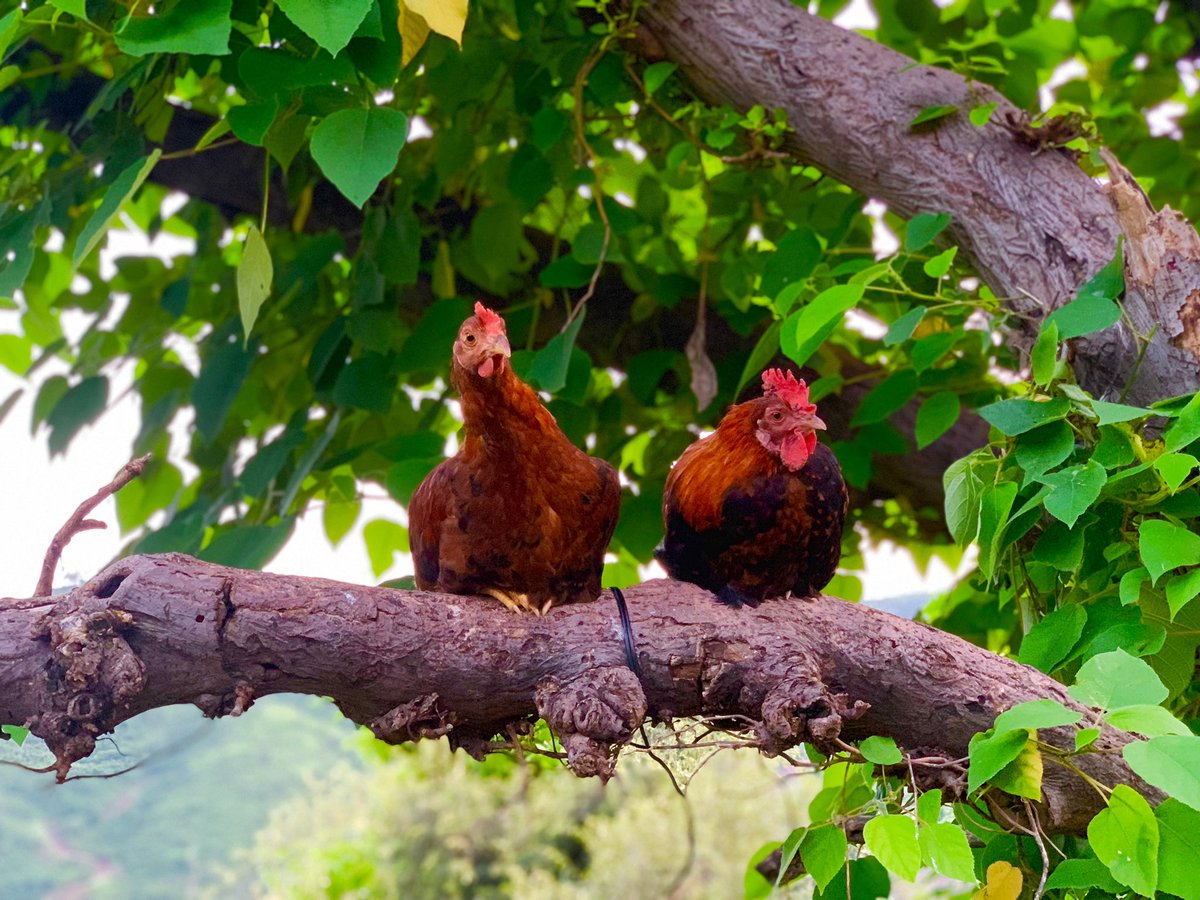 saqi786sa's tweet photo. #Mr_&_Mrs_Rooster 🐓
#Sleeping_Time
#Broha_Diaries https://t.co/wXLqFwq3DR