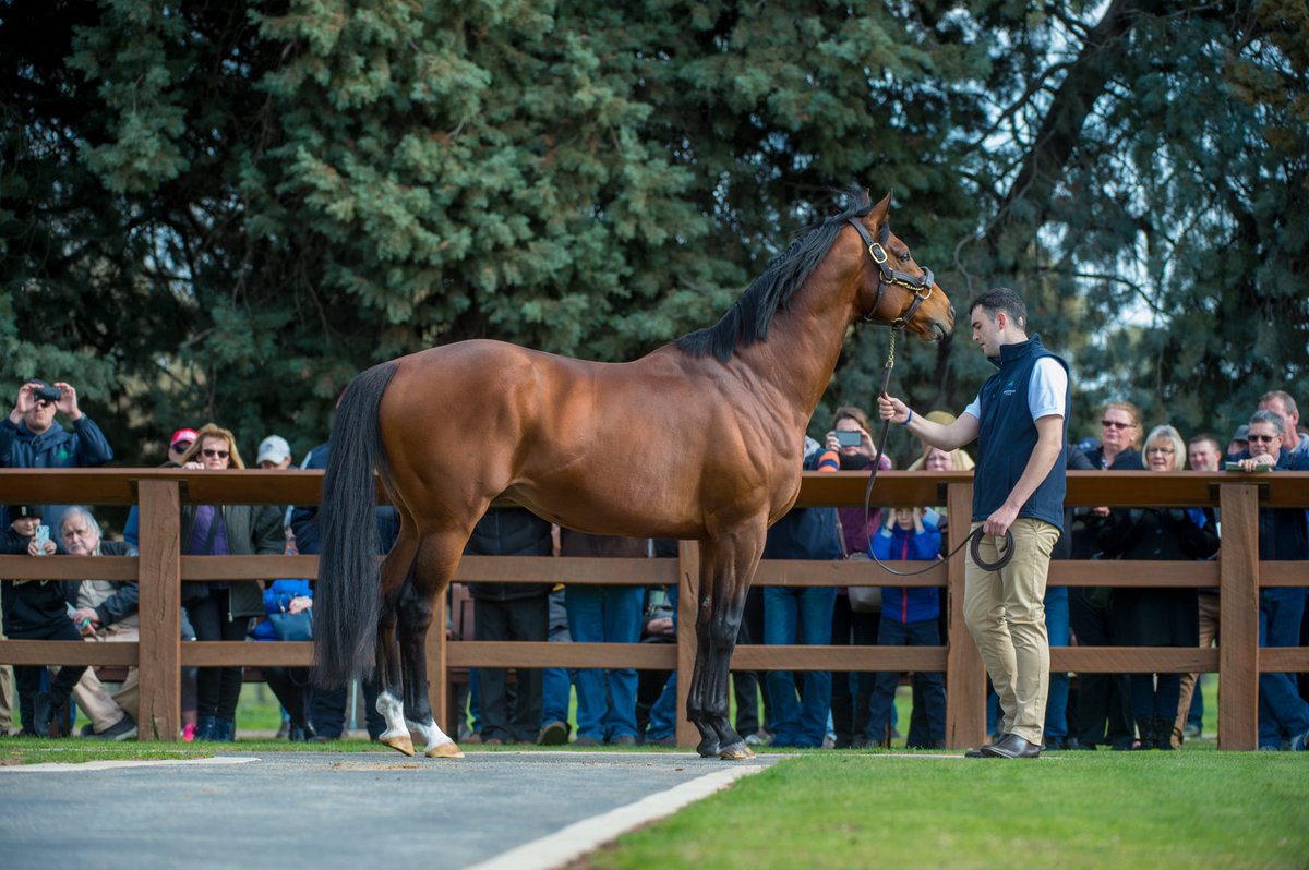 SwettenhamStud's tweet photo. Thank you to all of our clients, friends, family and supporters for coming to see our 2019 Swettenham Stud Stallion Roster today. Such a thrill for us to show these World Class stallions to over 400 people at our farm. https://t.co/kLTegsxEaP