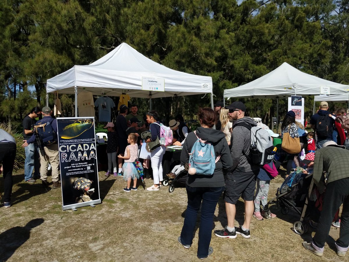 christiewithaC's tweet photo. Wow, huge turnout today at #scienceintheswamp event - great end to #Scienceweek! So many people keen to learn about #cicadas at our #cicadarama stall! Also check out the plush cicada toy I made!! ๐ #scicomm #ozinverts @ecotechnica @NaturesTextures @GeoS4m @Aus_ScienceWeek https://t.co/HyWjmQSDiu