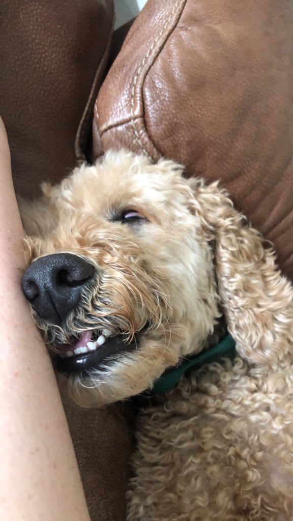 KatAasen's tweet photo. @Jerrypleasure When he sleeps.... he sleeps hard https://t.co/6xSp5CwIkM