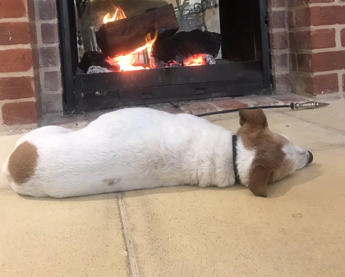 GBrooksAuthor's tweet photo. Dog day afternoon #DogsofTwittter #firesidedogs https://t.co/4mcqJogP09