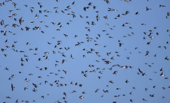 SabzerAzoh's tweet photo. Shaka's last words: 

"Ngeke nilibuse lelizwe lobuswa izinkonjane zezulu eziphaceka ngodaka" (You won't rule this world it will be ruled by the Heaven Barn Swallows that build nest with mud)

The Barn Swallows are birds that changes location due to the changing of season... https://t.co/20j4w53rC9