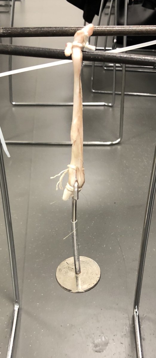 KnowYourOrgans's tweet photo. @BCUNursingteam @nursescott2 @StNurseProject @TheAandPGuy a little quiz for you - how much weight can we hang off a tendon before it snaps - answers in grams please https://t.co/AfEbJsrgsi