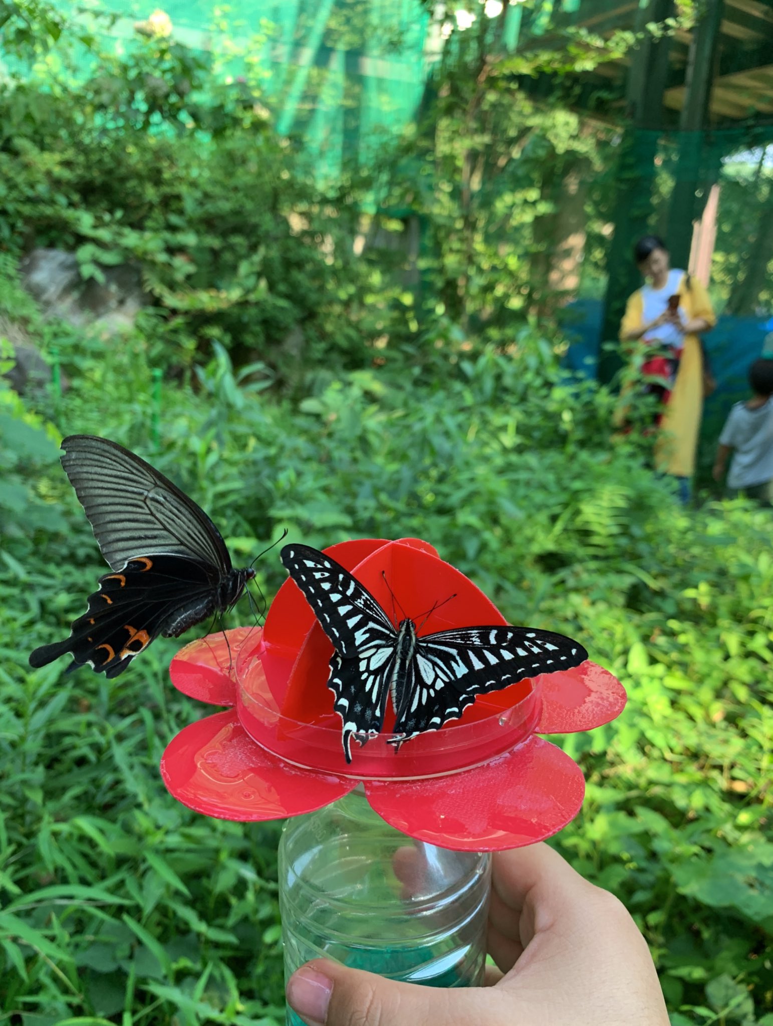 大根の葉っぱ 蝶々に餌やりしてきた ポカリ 蝶 綺麗に撮れた 夏休み T Co J8bltwl7hj Twitter