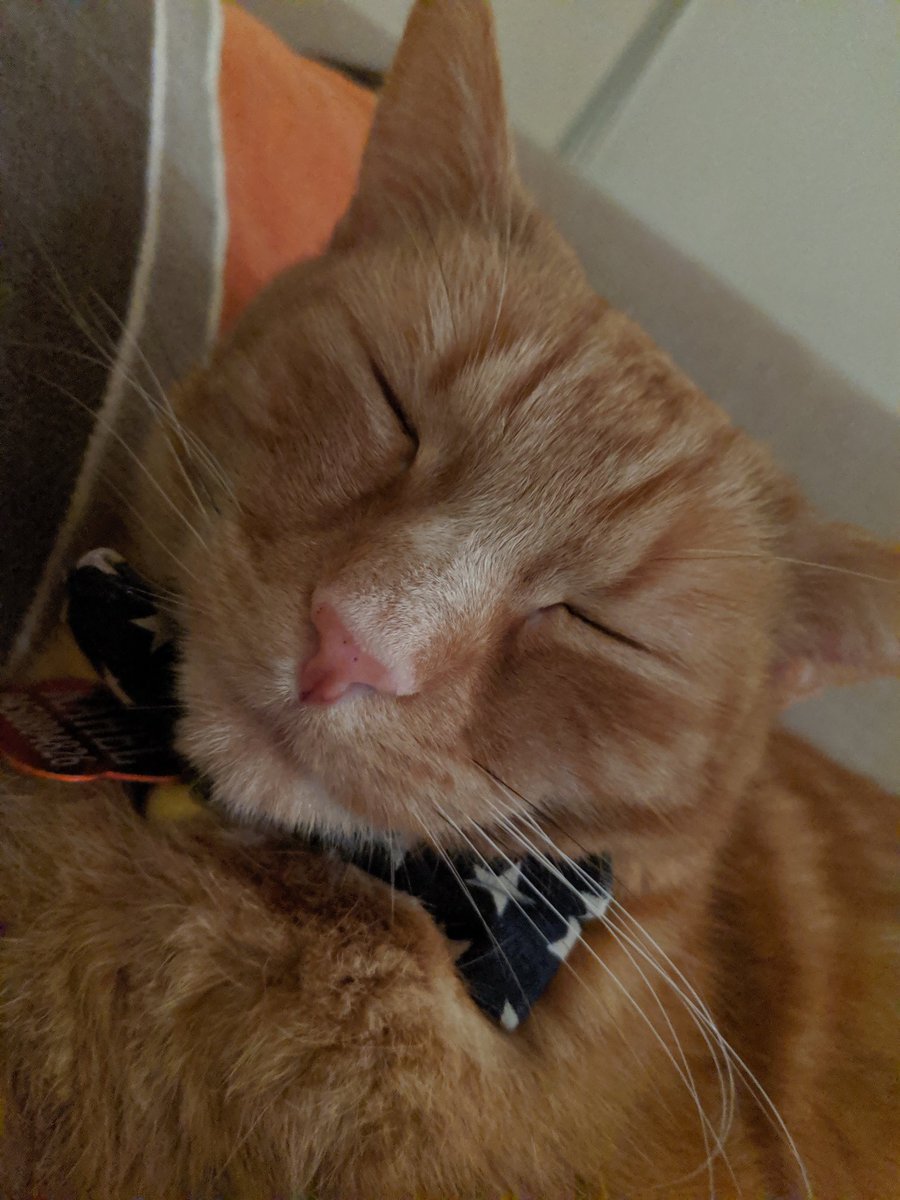 kahel_mr_orange's tweet photo. hallo fellow tweeters....if you followed me as @kahel_mrorange pls follow me here instead😿😿 twitter locked out my account due to an error with my age (since in human years i am much younger) and they are taking sooo long getting it fixed so i made a new one😼 https://t.co/QHSQRZ2nVZ
