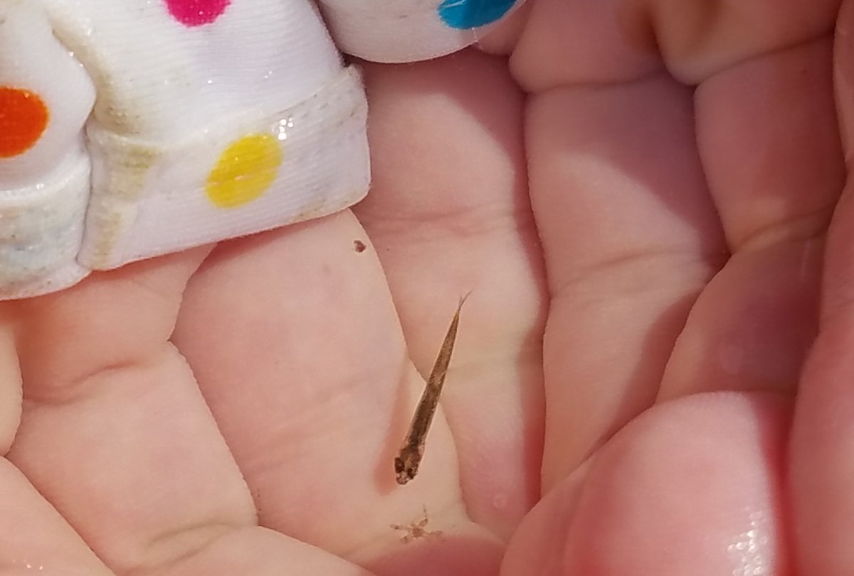 gromsyellow's tweet image. 伊勢の川で狩人となったわたし。

奮闘の末、なんらかの稚魚をゲット(￣ー￣)🌟

#エストレヤ #夏旅
#わたしのお盆休み
#伊勢