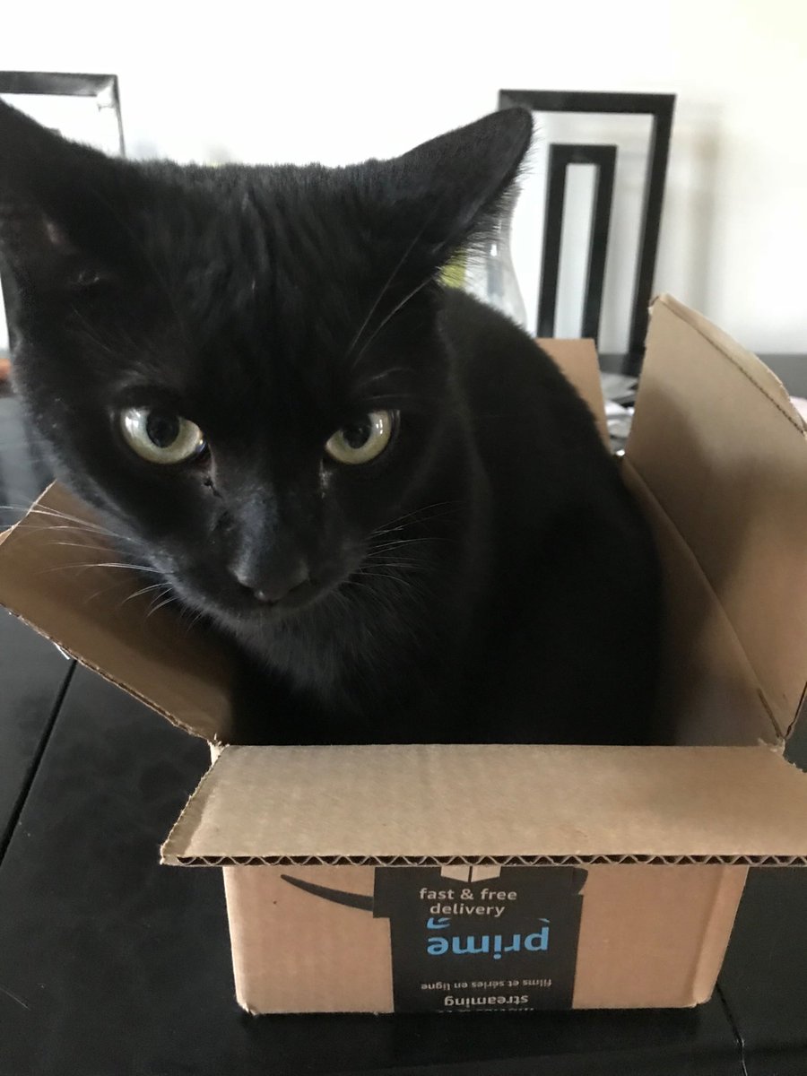 AngelCandyMom's tweet photo. #catboxsunday #flashback1year My very first box sit in my forever home. Picture taken August 15, 2018. About 9 months old there. Already a handsome devil, right?-Matty https://t.co/N9wgqhOCqH