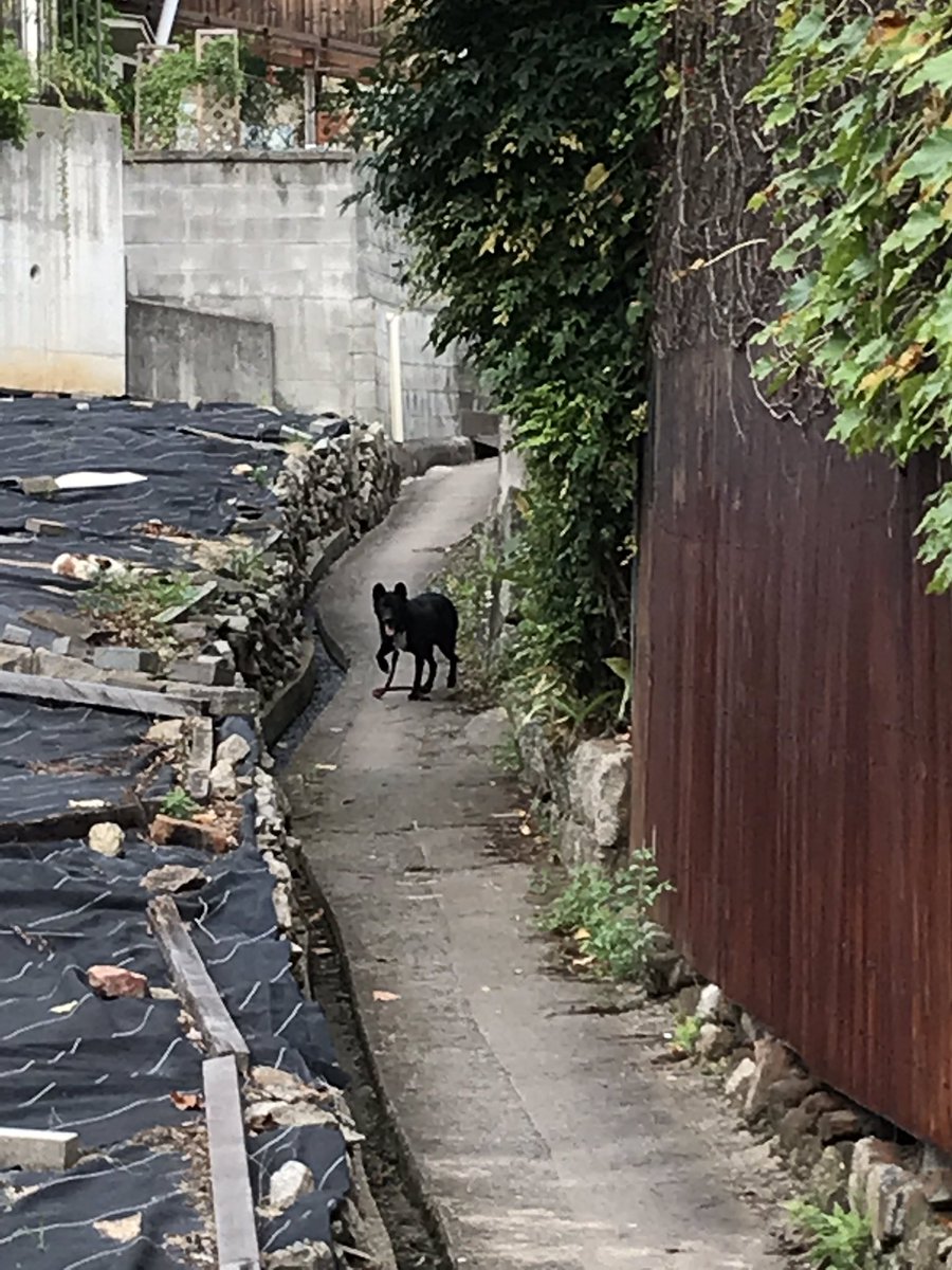 私の住んでる田舎具合が丸分かりなんでアレなんですけど！

飼い犬、脱走してます！
赤い紐・全体的に黒い毛色・中型犬
保護しようとしたけど、逃げられてしまいました…
お盆だからかな、普段は見かけない犬でした（広島県尾道市） 