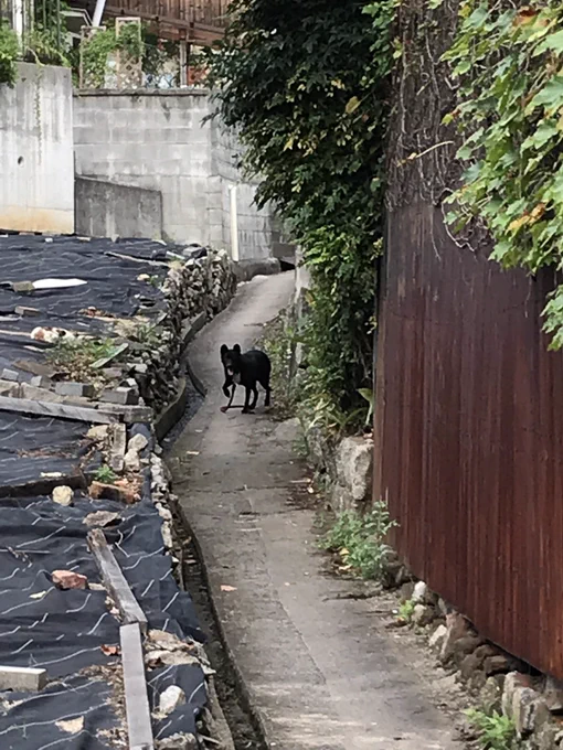 私の住んでる田舎具合が丸分かりなんでアレなんですけど！

飼い犬、脱走してます！
赤い紐・全体的に黒い毛色・中型犬
保護しようとしたけど、逃げられてしまいました…
お盆だからかな、普段は見かけない犬でした（広島県尾道市） 