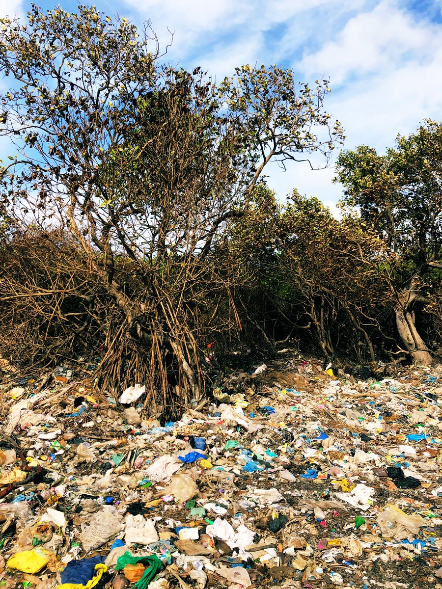 PlasticMangrove's tweet photo. This is a devastating example of #mangroves being used as a dump. Large sections are dead as garbage burns contaminating and spilling into the lagoon used by local fishermen. #plasticpollution #SriLanka https://t.co/uxLSRDuJin