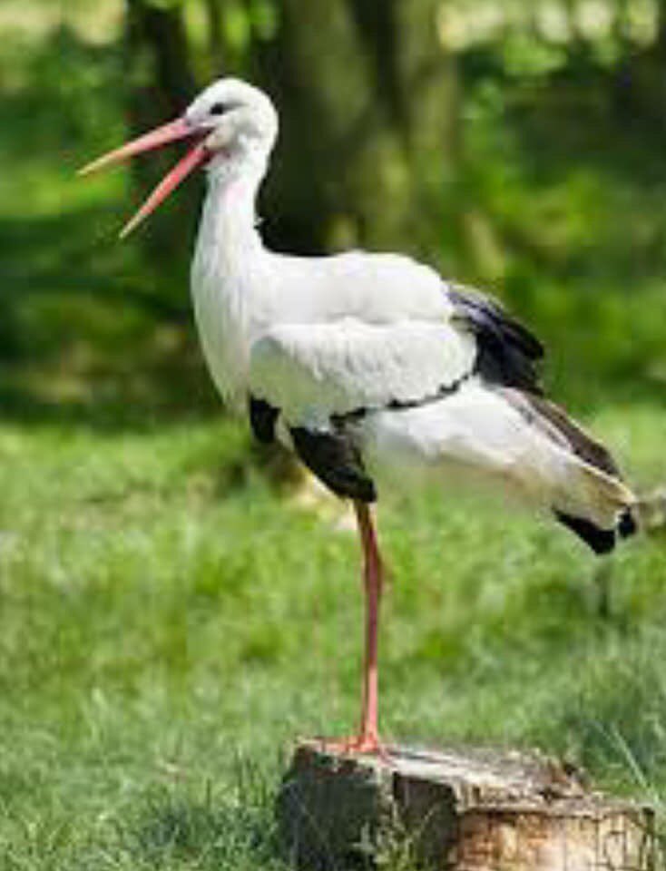 цапля на одной ноге. цапля спит. цапля на одной ноге. Ardea alba). цапля на одной ноге.