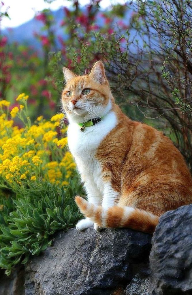 catloversonly's tweet photo. Just Pinned to Orange Cats: A ginget and white kitty beauty. https://t.co/Vf1hKxq8c4 https://t.co/c08qktLwZ0
