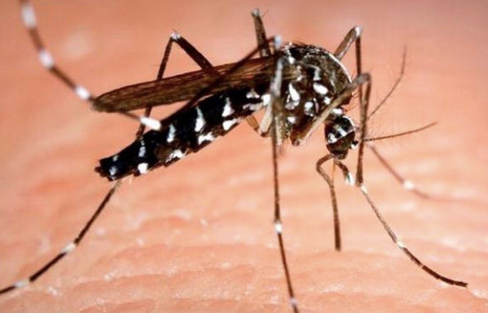 #18Ago #BuenosDias <a href="/hospimilTachira/">Hospital Militar del Táchira. Venezuela</a>  te aconseja a eliminar recipientes con agua cada (05) días, tiempo suficiente para disminuir la población de mosquitos que generan Dengue,Zika y Chikunguya. #PlanIntegralAlPueblo