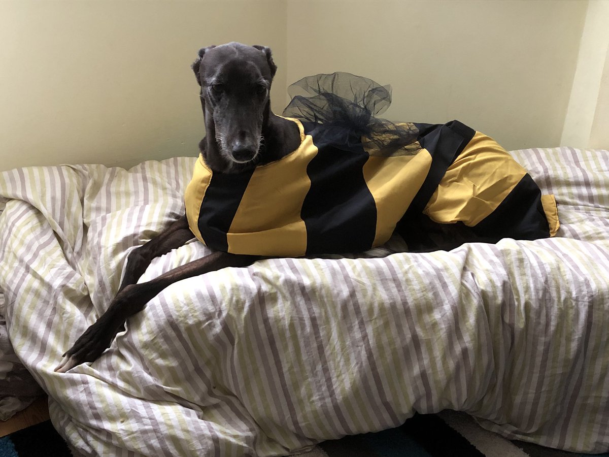 therealfurbi's tweet photo. I am a bee dog #beedog #greytpets #houndsoftwitter #myhumansneedanewhobby #SundayMorning https://t.co/eWzvCtis6T