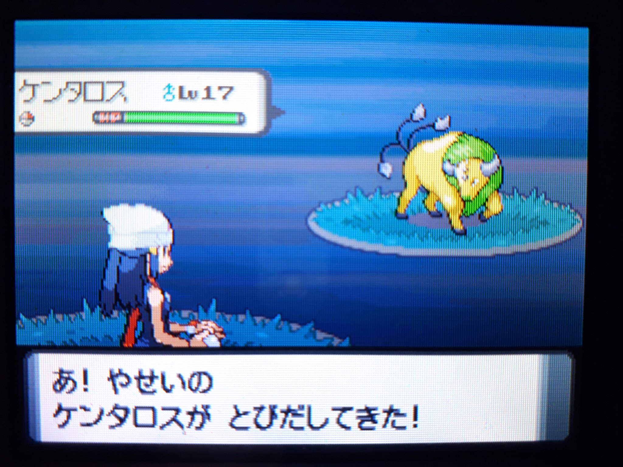 塩 わいポケ管理人 プラチナでもポケトレやったことあるけど 今回はダイパで色ケンタロス 固定だからあとは性格と特性だけ粘るぅ いかく持ちだから対面した瞬間にわかるのもええね ポケモン ポケトレ 色違い 色違いポケモン T Co