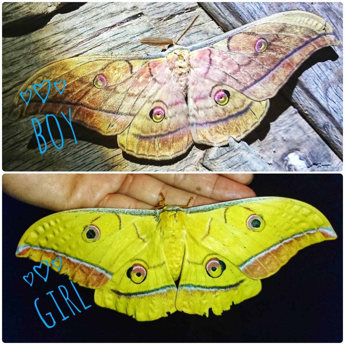 MinaSindarin's tweet photo. #antheraea #yamamai #japanese or #oak #silkmoth #giantsilkmoth #moth #silk #japonski #prelec #sviloprejka #nocni #metulj #lifeinwoods #lifeinforest #lifeinnature #wildlife #mothsofinstagram #ilovenature #naturephotography #natureofinstagram #woodland https://t.co/PfGR7o0eu5