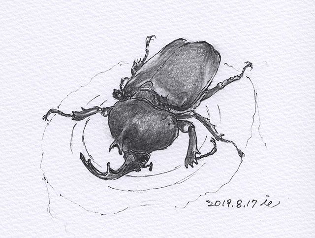 Ichiro Esumi 観察スケッチ カブトムシ 昆虫 スケッチ イラスト Sketch 観察スケッチ Illustration T Co Xqb7ukjksd T Co 2fg8aoia6f Twitter