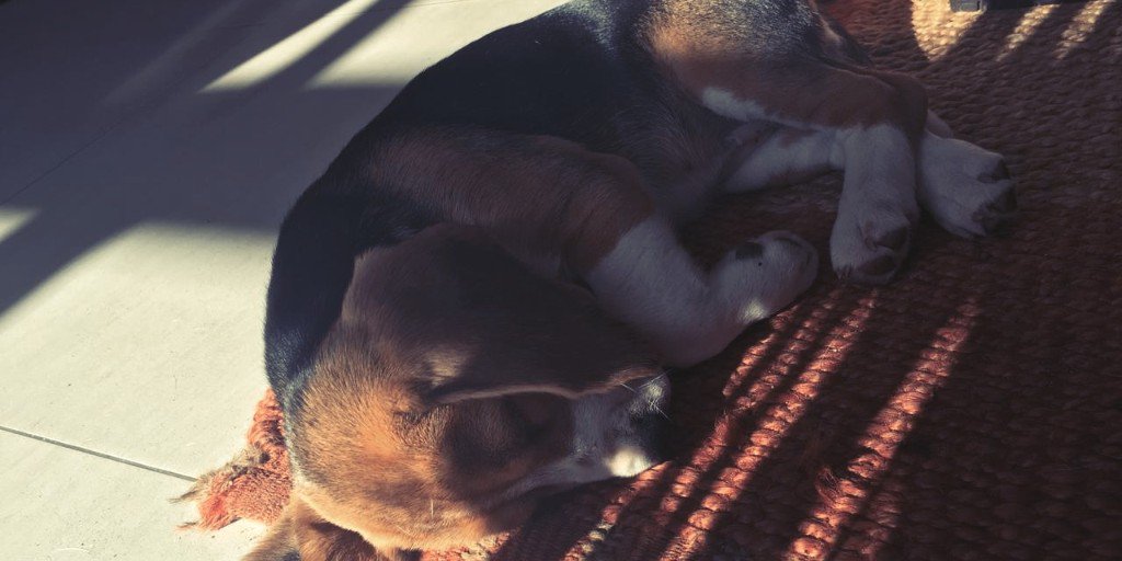 BeagleInMind's tweet photo. Did you know that puppies need to sleep 18-20 hours per day?
Ever wonder why? It's because your pup spends that sleeping time growing their central nervous system, brain, immune system, and muscles! It also gives you a chance to catch up on the chaos 😜
#beaglepuppy #puppy https://t.co/BQO7jByRwe