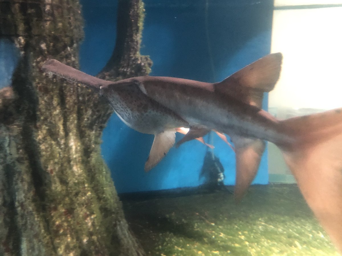 遠町浮春 على تويتر チョウザメってサメっぽくないけど ヘラチョウザメはなんか口開けるとウバザメそっくりだったり鱗もゴツゴツじゃない からこいつはサメって言われても納得できる サメじゃないけど ヘラチョウザメ 須磨海浜水族園