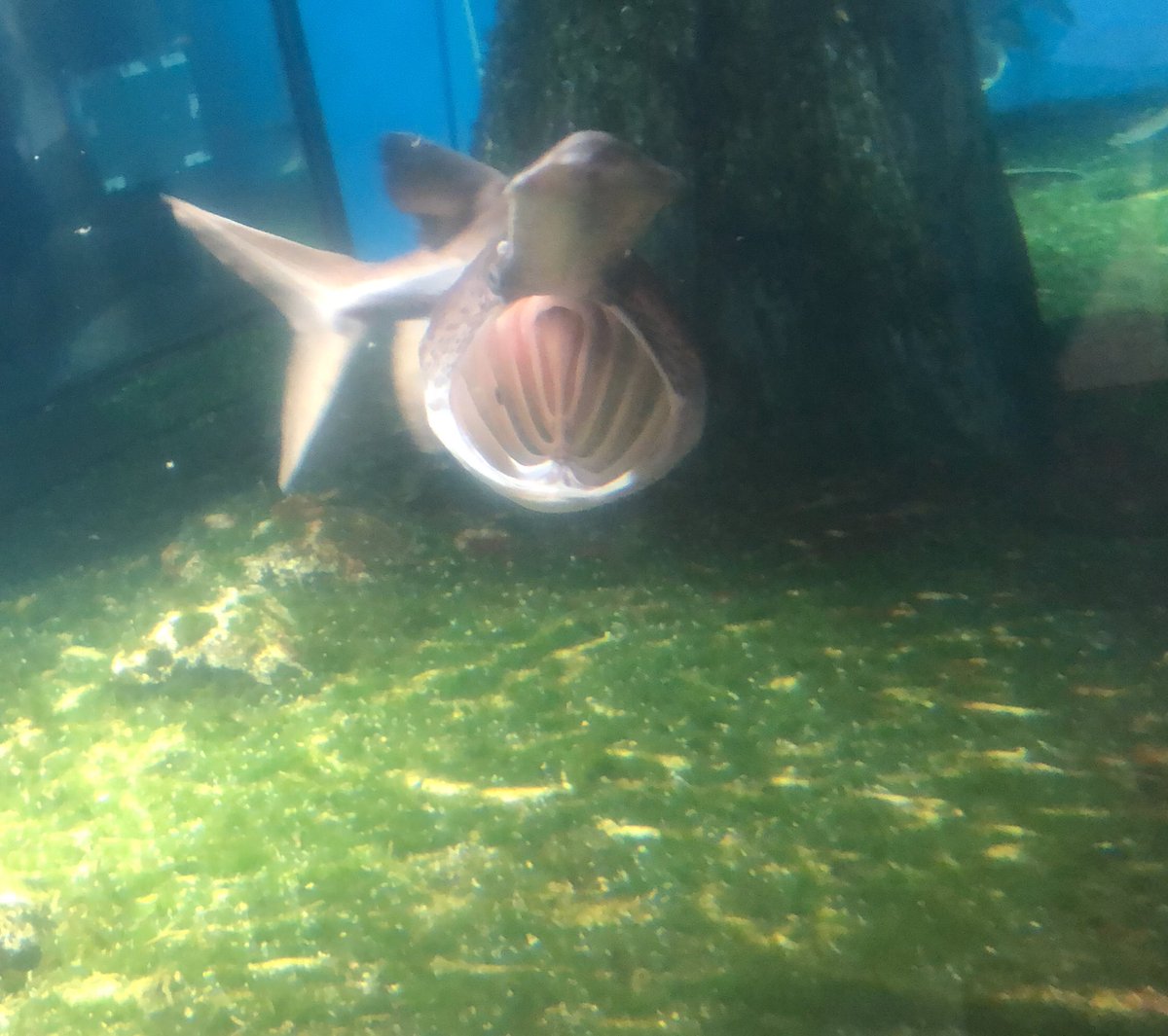 遠町浮春 على تويتر チョウザメってサメっぽくないけど ヘラチョウザメはなんか口開けるとウバザメそっくりだったり鱗もゴツゴツじゃない からこいつはサメって言われても納得できる サメじゃないけど ヘラチョウザメ 須磨海浜水族園