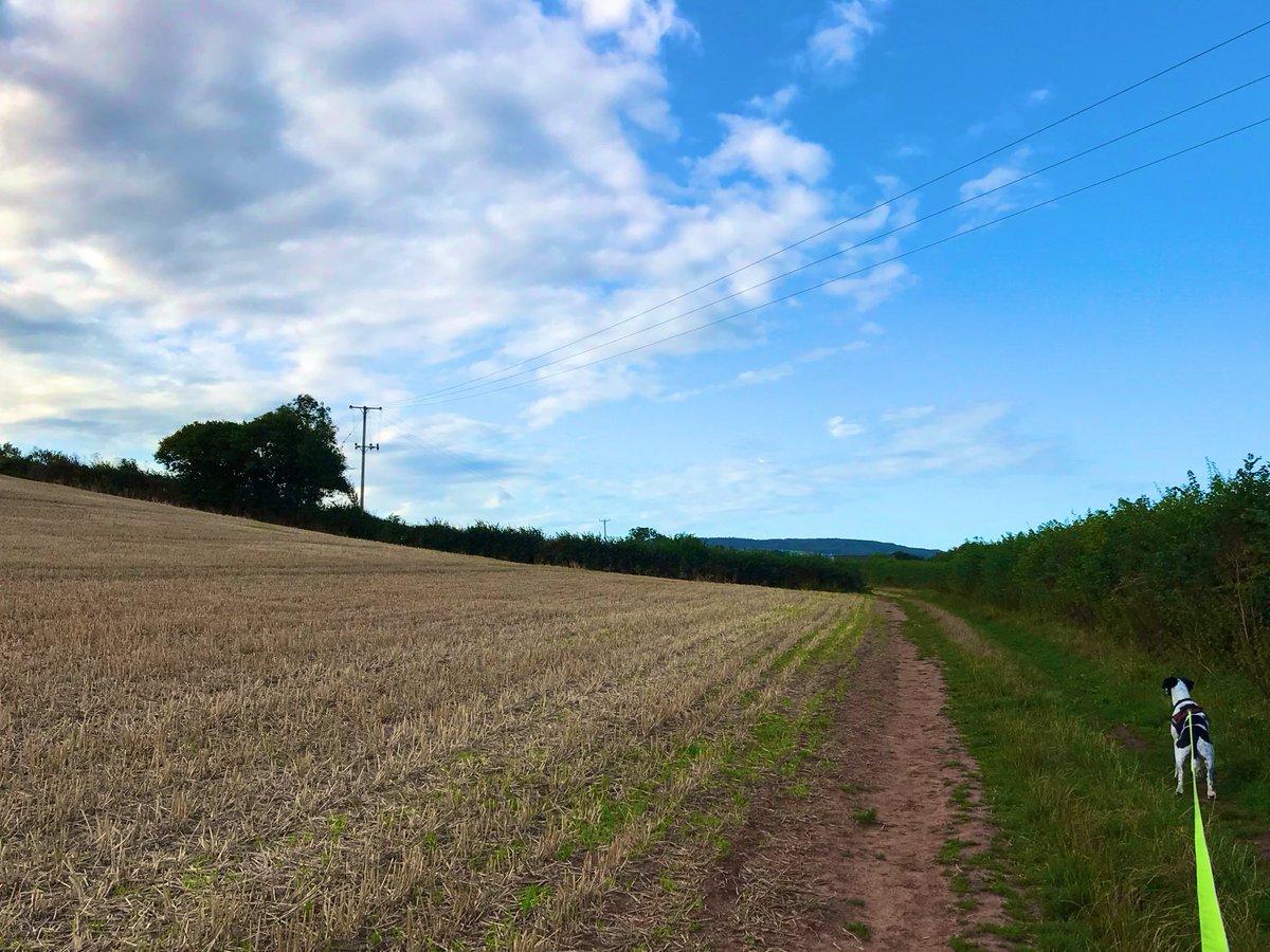 mumseybythesea's tweet photo. Bit of a different run with this one today, he’s soooo quick and is constantly on the scent. 6mile PB because he pulled me along! 🤣 🏃🏼♀️ 🐶
#run #runfast #Somerset #lovesomerset #fields #runninginthefields #runningmum #dogrun #lovedogs #quickdog #lurcher https://t.co/hYiUOvHn64