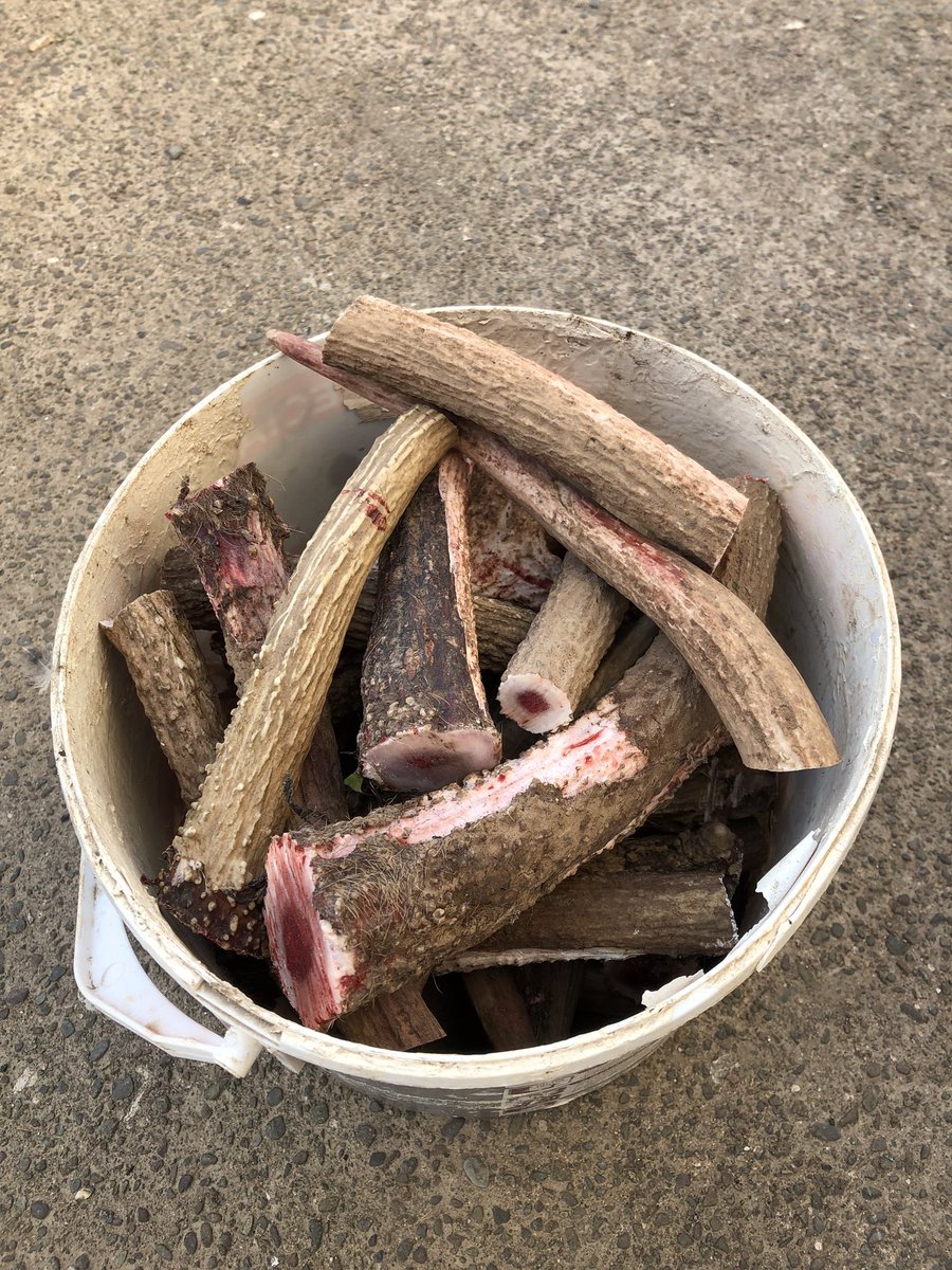 thedeervet's tweet photo. Busy day yesterday, assistant deer farmer preparing dog chews and some key rings to sell today. https://t.co/hIMrKrlYnO