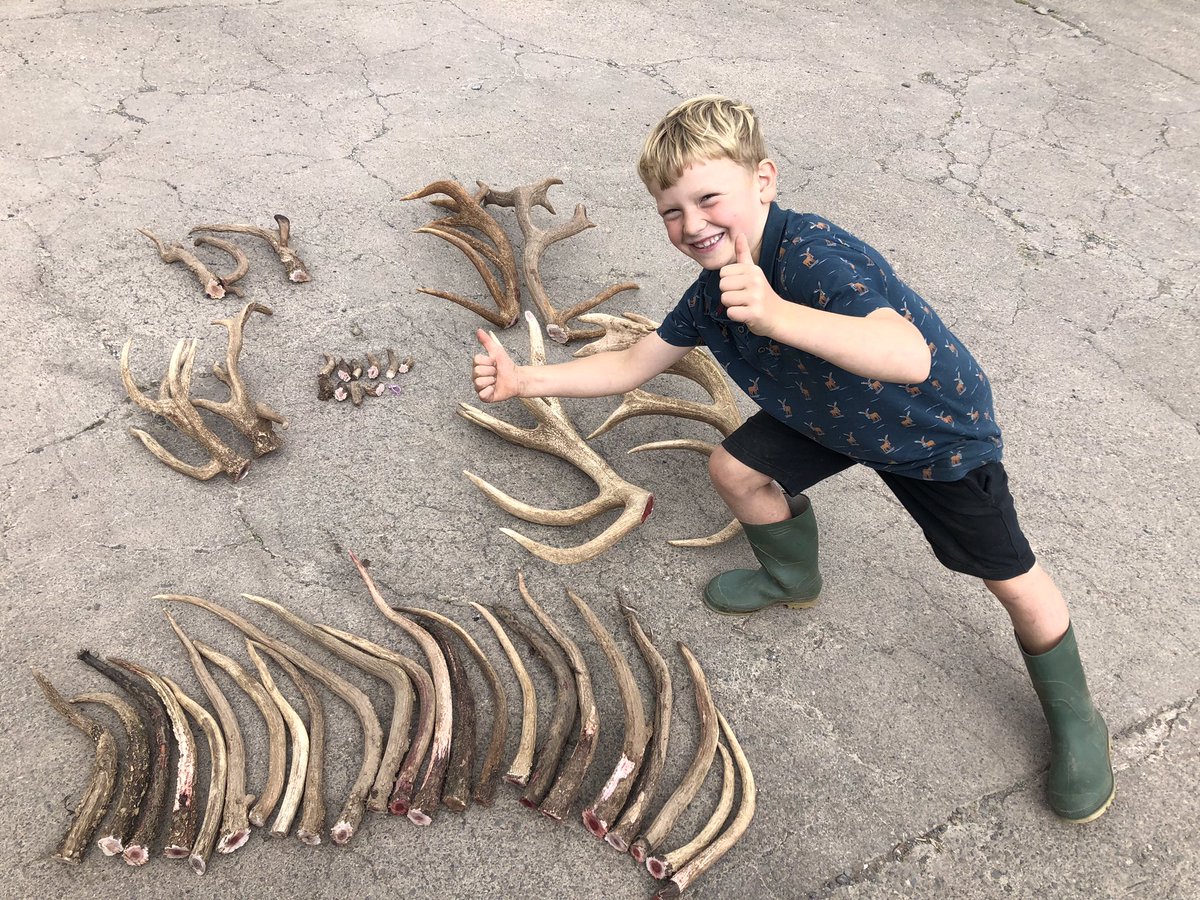 thedeervet's tweet photo. Busy day yesterday, assistant deer farmer preparing dog chews and some key rings to sell today. https://t.co/hIMrKrlYnO