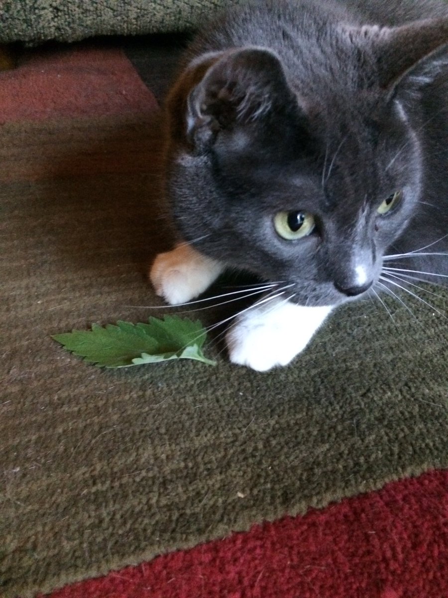 CrackForKitty's tweet image. Celebrate Black Cat Appreciation Day (8/17) by treating your kitty to catnip! #BlackCatAppreciationDay #catnip